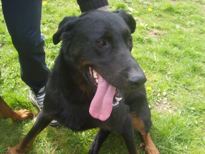 Booba, croisé beauceron 3 ans ( Tabanac - 33 ) S6004172