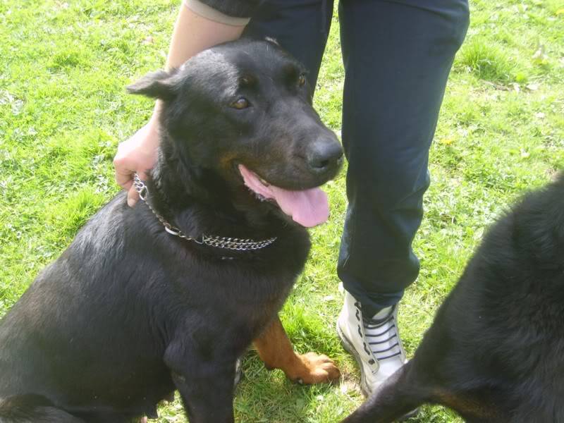 Tara, beauceronne 7 ans ( Tabanac - 33 ) S6004173