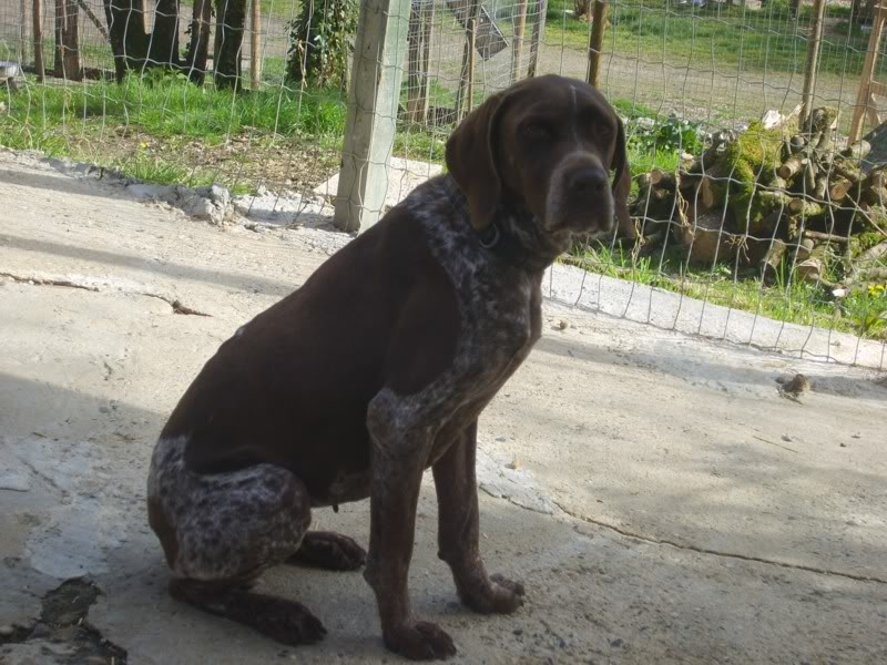 Nadya, braque allemand 9 ans, de retour ( Tabanac 33 ) S6004225