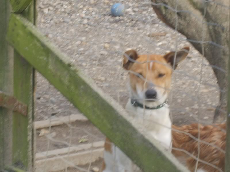 Sad, petit espagnol typé basenji 1 an ( Tabanac 33 ) S6004243