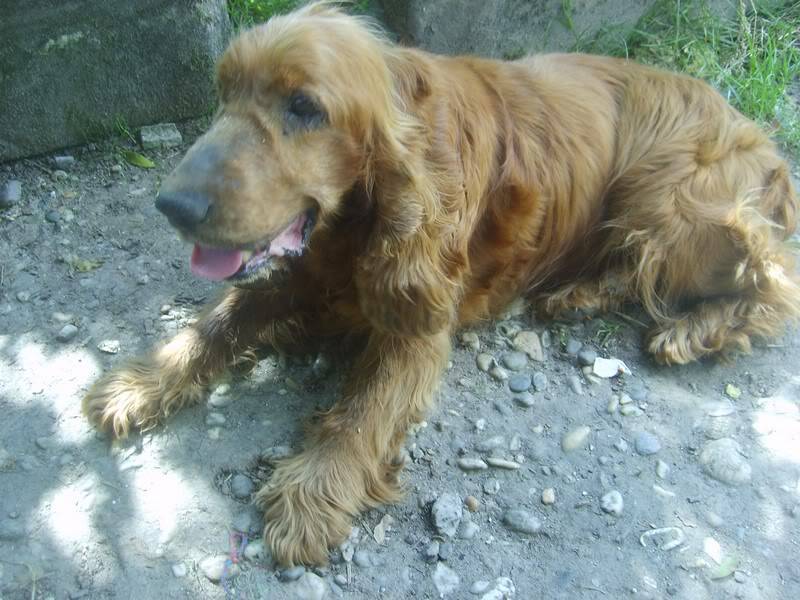 Lord, cocker 14 ans ( Tabanac 33 ) S6004980