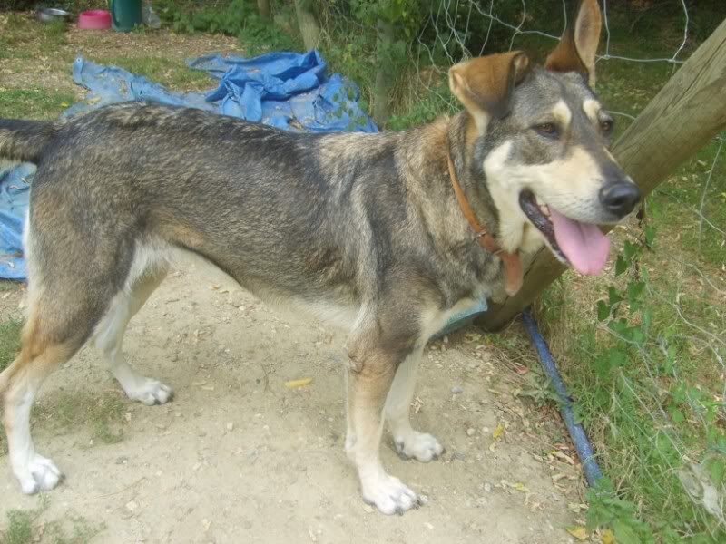 Dineka, croisée chien loup tchéc. née 15/06/07 (Tabanac-33) S6005352