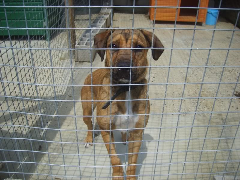 Nikita, croisée boxer née le 19.01.2009 ( Tabanac 33 ) S6005415