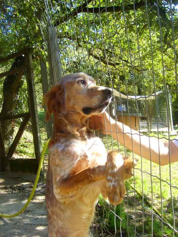 Diego - croisé setter - né en 2007 (Tabanac 33) S6006059