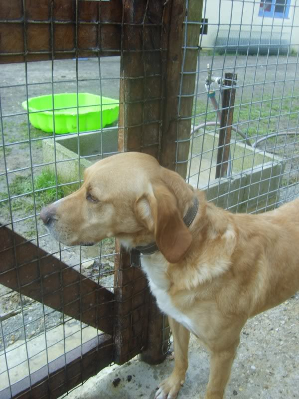 Nestor, croisé Labrador de 3 ans (tabanac) - Page 2 S6006606