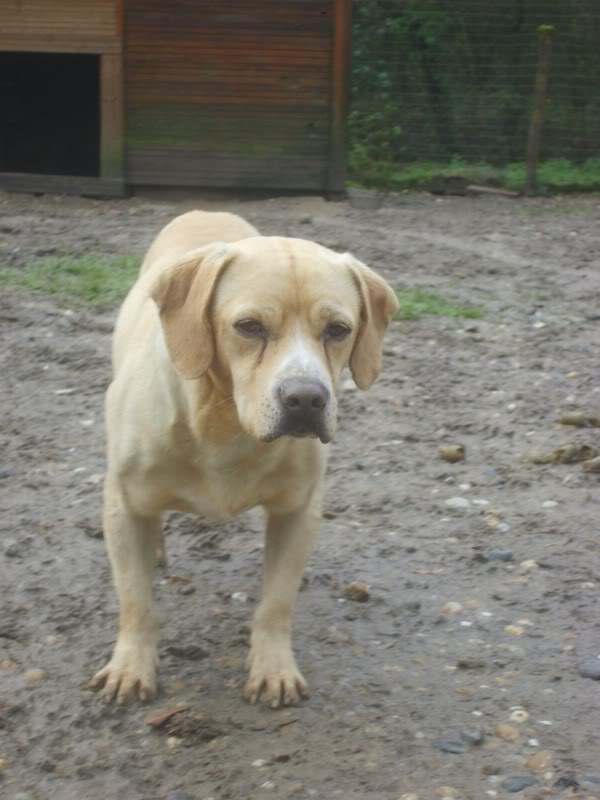 Horace - croisé beagle fauve - 3 ans Tabanac (33) S6006684