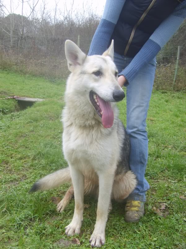 Czesko - berger blanc suisse X chien loup tch. - 1 an - Tabanac (33) ADOPTE S6006811