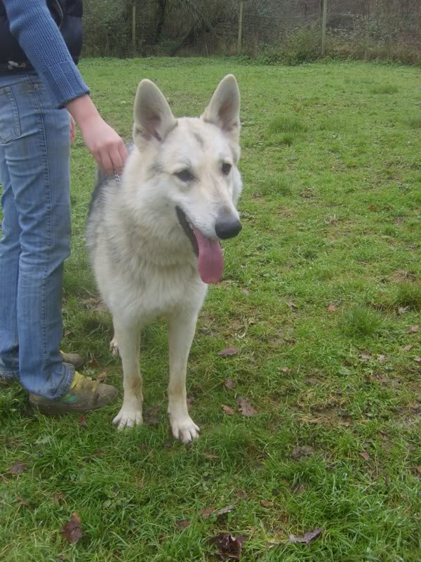 Czesko - berger blanc suisse X chien loup tch. - 1 an - Tabanac (33) ADOPTE S6006819