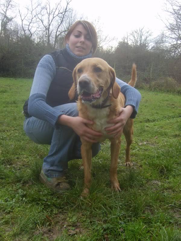 Nestor, croisé Labrador de 3 ans (tabanac) - Page 2 S6006826