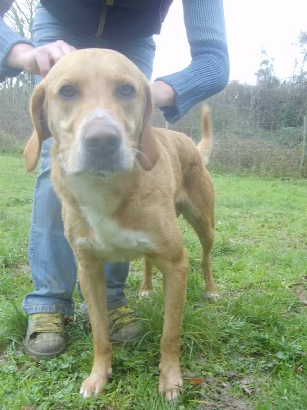 Nestor, croisé Labrador de 3 ans (tabanac) - Page 2 S6006830