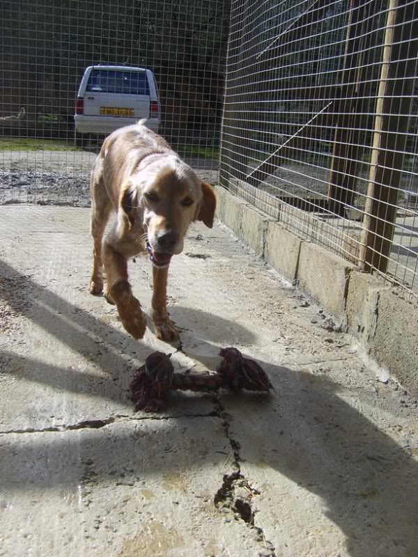 Diego - croisé setter - né en 2007 (Tabanac 33) S6007486