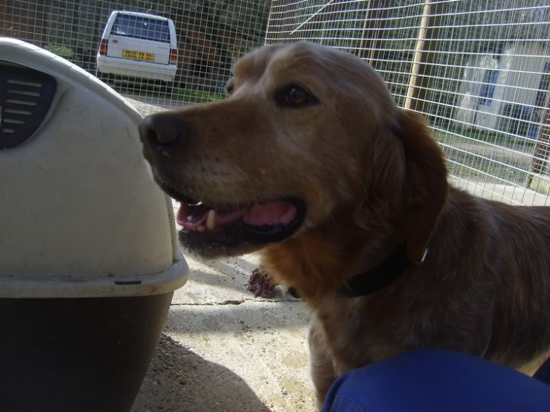 Diego - croisé setter - né en 2007 (Tabanac 33) S6007487