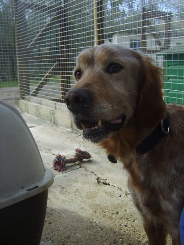 Diego - croisé setter - né en 2007 (Tabanac 33) S6007488