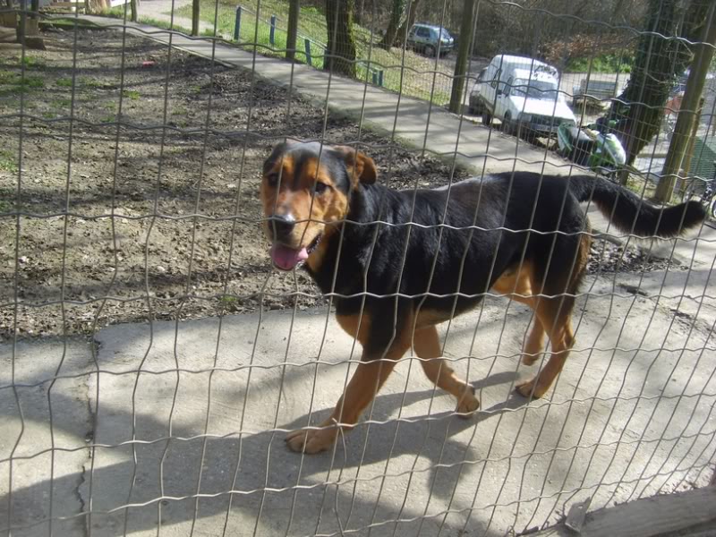 Cassius, crois Rottweiller/bouvier, 1 an et demi, Tabanac (33) S6007491