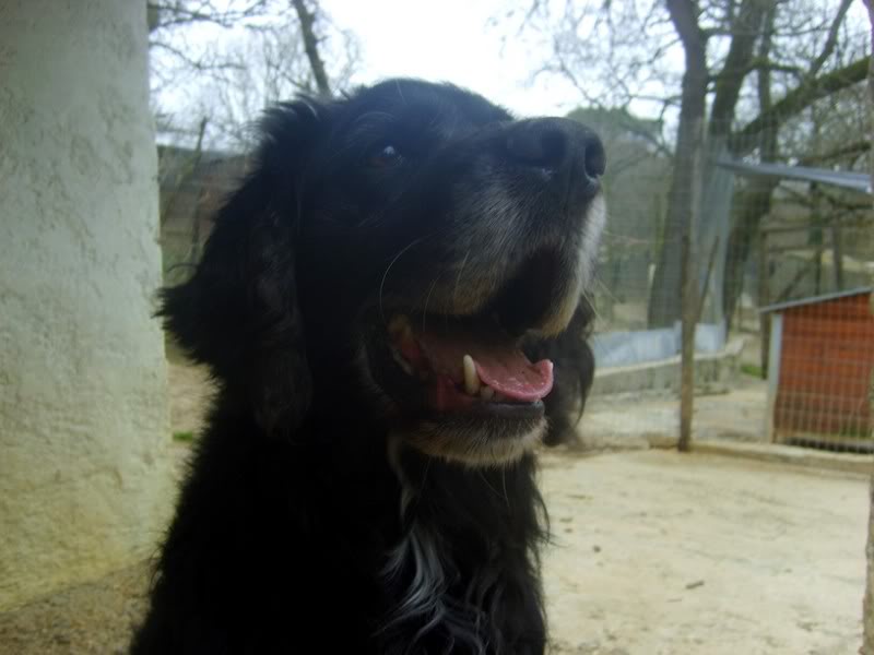 Basile, croisé Springer Spaniel né en 2005 (Tabanac) - Page 5 S6007769