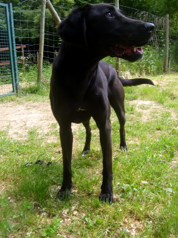 Fiesta - croisée beauceron - 2 ans Tabanac (33) S6008290