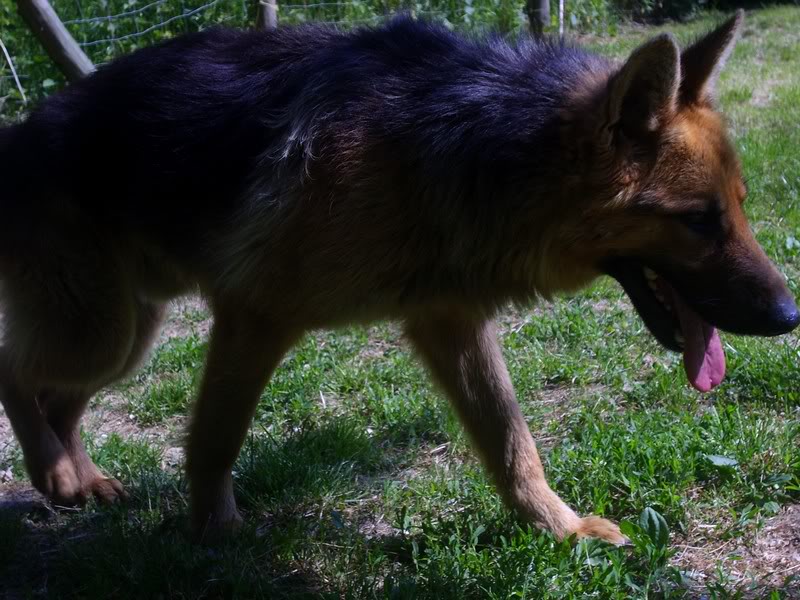 Elixir, Berger Allemand, 2 ans, adopté puis maltraité - Page 2 S6008341