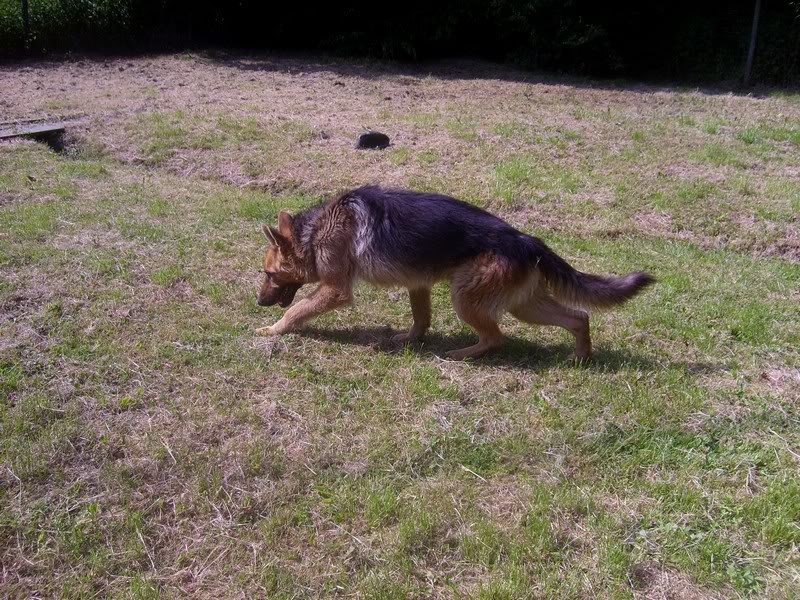 Elixir, Berger Allemand, 2 ans, adopté puis maltraité - Page 2 S6008359