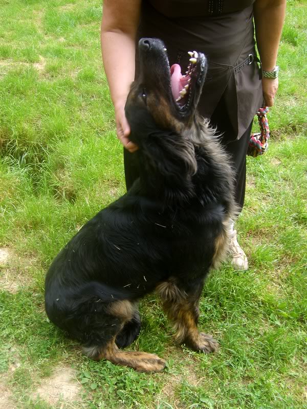 Falko - croisé setter gordon - 3 ans Tabanac (33 S6008454