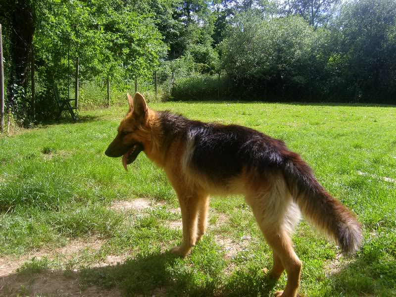 Elixir, Berger Allemand, 2 ans, adopté puis maltraité - Page 2 S6008463