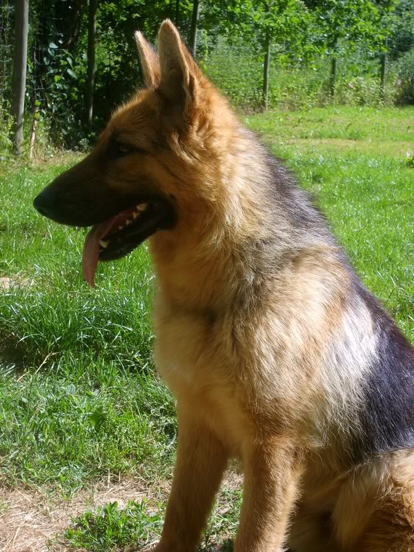 Elixir, Berger Allemand, 2 ans, adopté puis maltraité - Page 2 S6008469