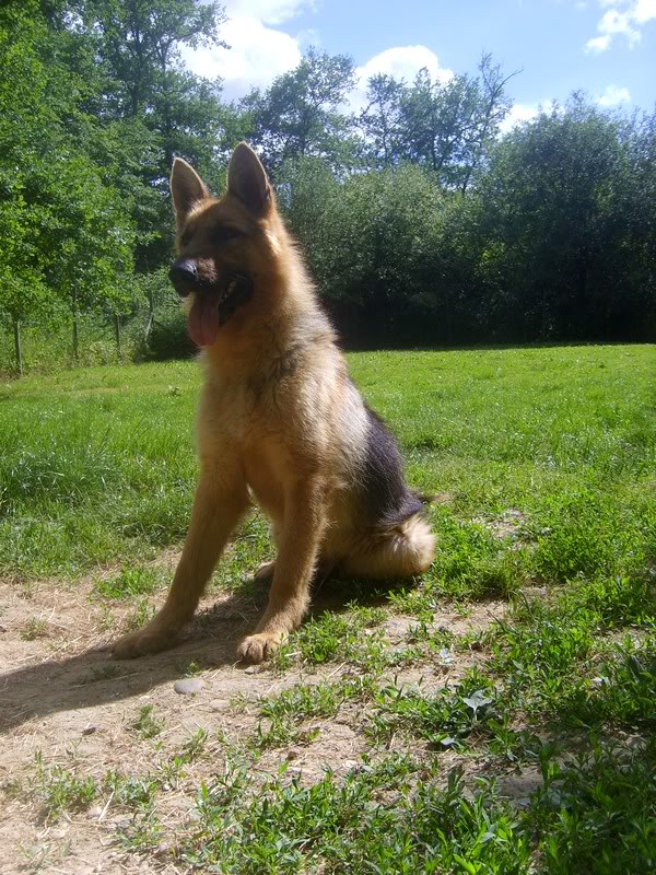 Elixir, Berger Allemand, 2 ans, adopté puis maltraité - Page 2 S6008474