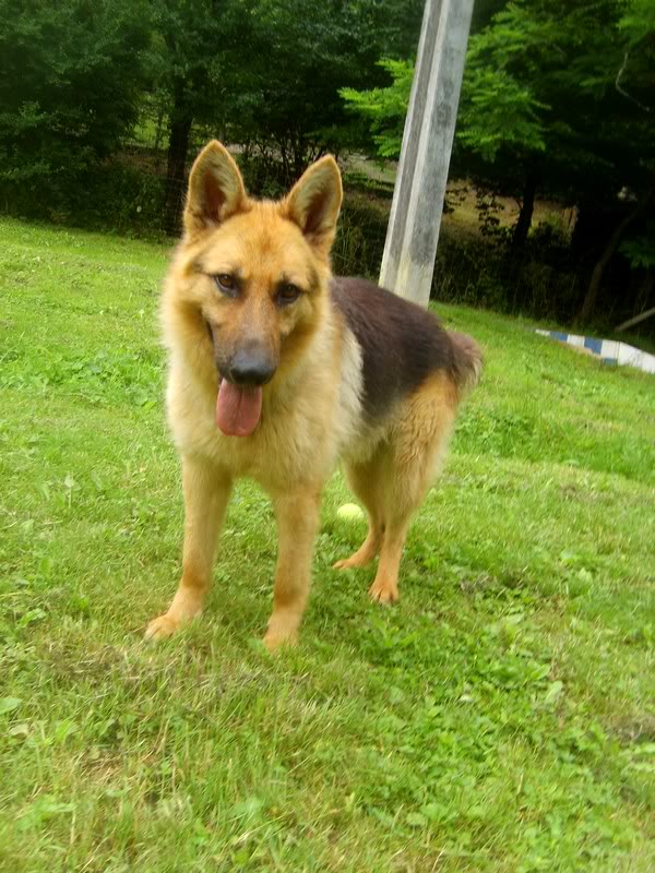 Elixir, Berger Allemand, 2 ans, adopté puis maltraité - Page 2 S6008611