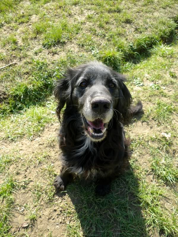  BASILE - x springer + de 8 ans, aveugle ..asso Rosalie Provence (83) - adopté par triniti Basile-1