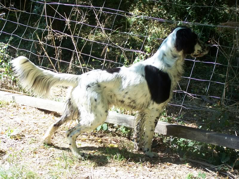 Fidjy - setter anglais - 3 ans Tabanac (33) Chien133