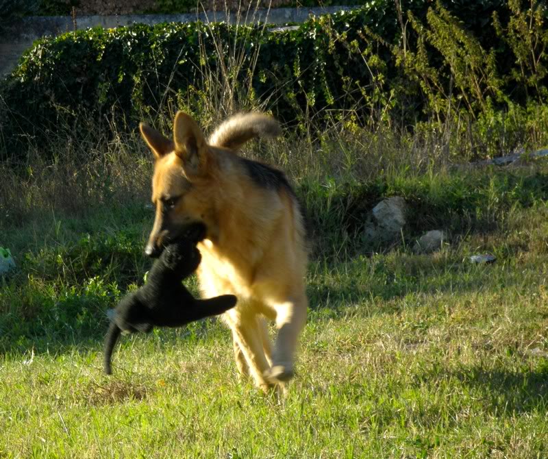 Elixir, Berger Allemand, 2 ans, adopté puis maltraité - Page 5 Elixir2-1