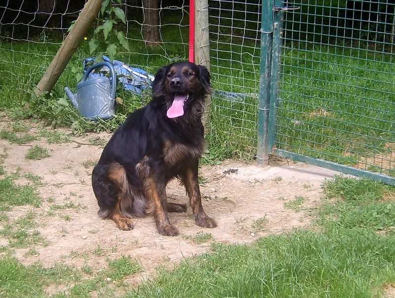 Falko - croisé setter gordon - 3 ans Tabanac (33 Falko5