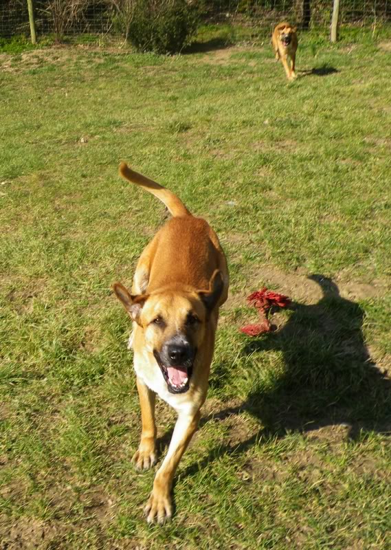 Gamin, malinoisXboxer, né le 15/09/2010 Gaminvenus