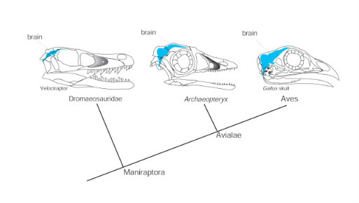 Dinosaur Hand to Hand? - Page 2 Archaeopteryx4