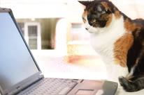   Cat_laptop