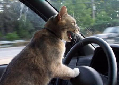   Driving_cat