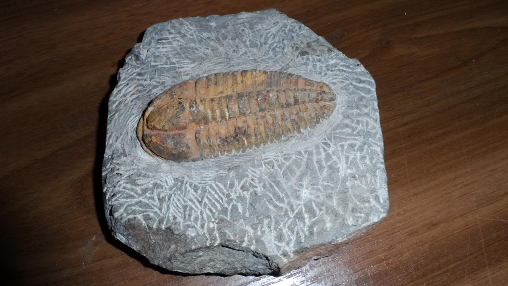 ¿Me podríais ayudar con este trilobite marroquí? SAM_0074