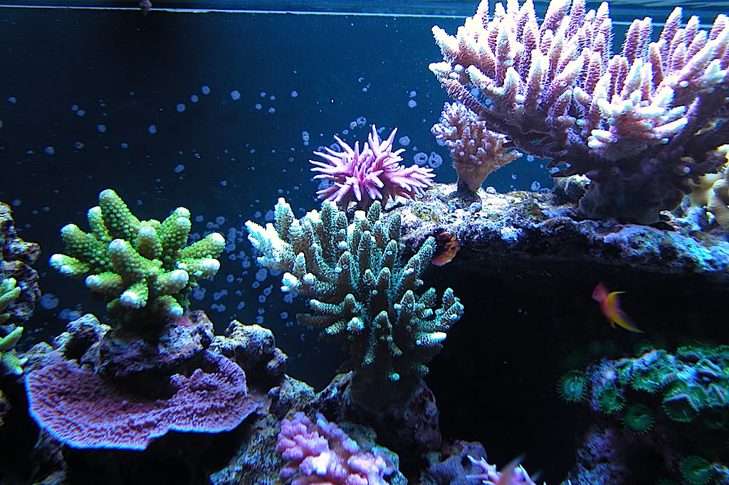 Juwel 450 Sumped Coral17