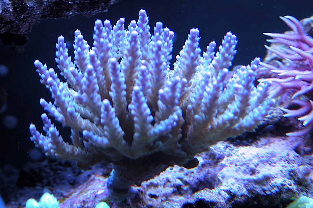 Juwel 450 Sumped Coral8