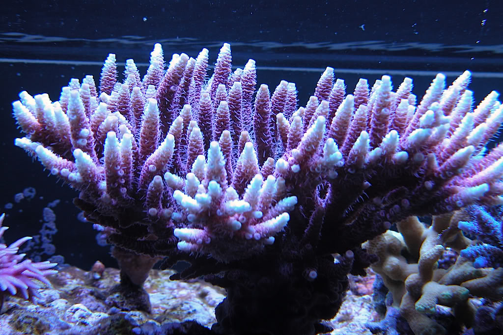 Juwel 450 Sumped Coral9