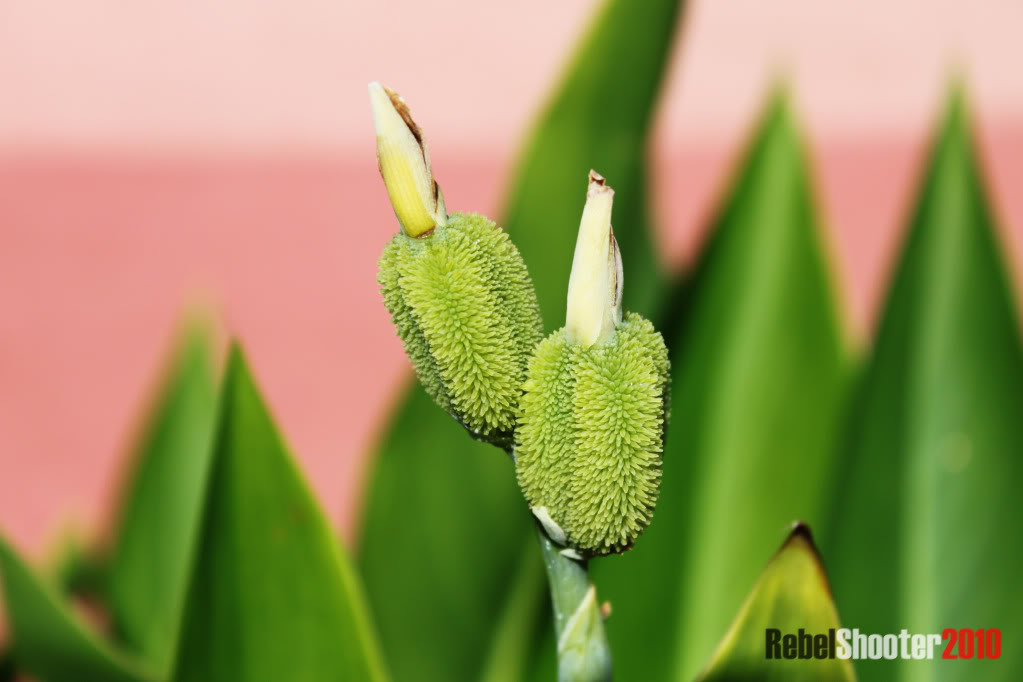 Canon EOS 500D SHOTS @ THE PARK  Mini-jackfruit