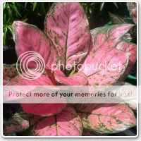 Aglaonema spp.