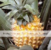 Ananas spp.