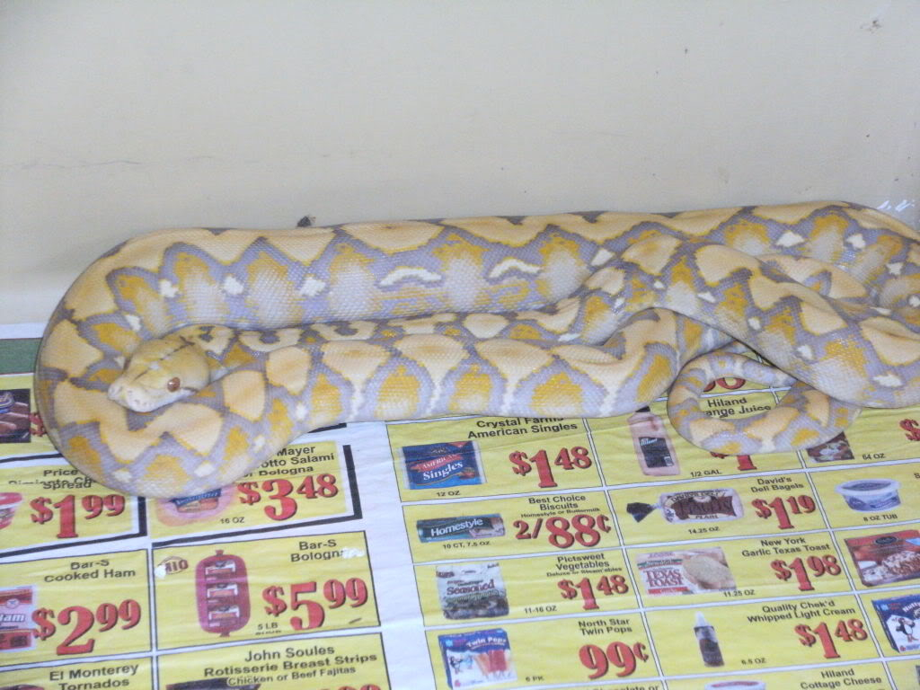 09 purple albino retic 013-4