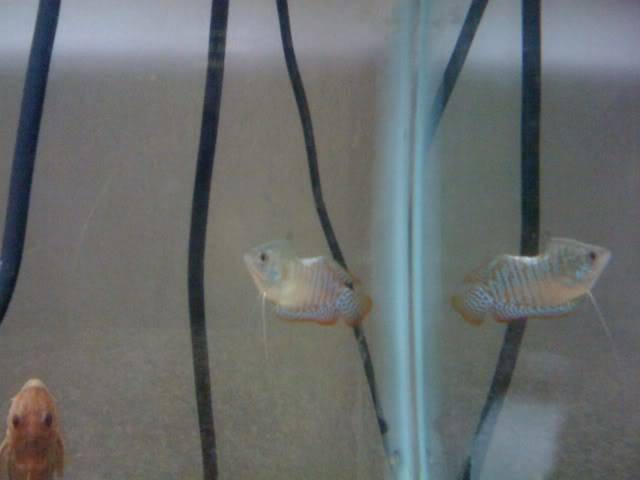 Chomper the half gourami Chomper