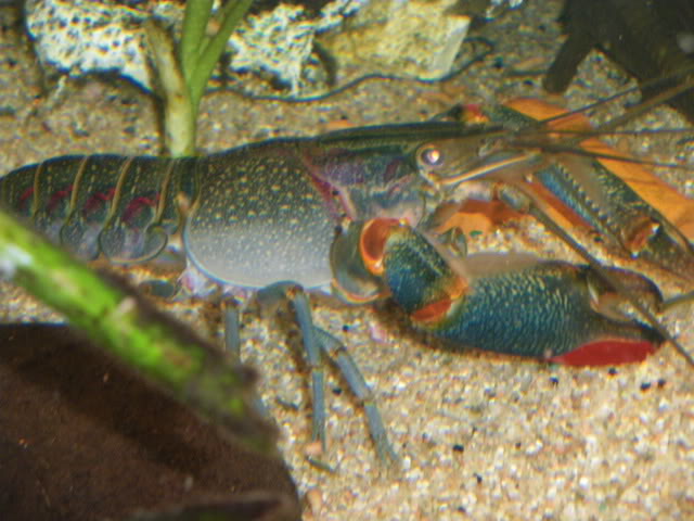 cherax quadricarinatus - Cherax quadricarinatus IMGP0629