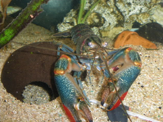 cherax quadricarinatus - Cherax quadricarinatus IMGP0631