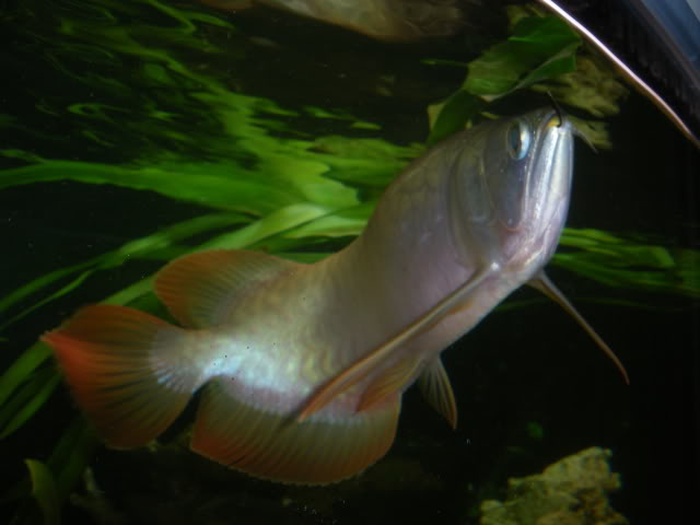 Scleropages - Arowana d'Asie et d'Océanie [AROWANA] IMGP1869-1