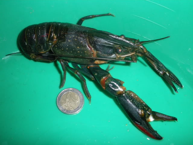 cherax quadricarinatus - Cherax quadricarinatus IMGP1896