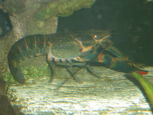 Cherax quadricarinatus IMGP1944