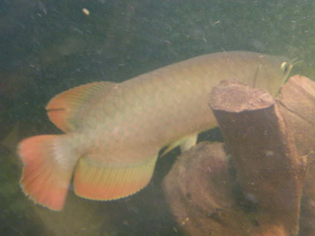 Scleropages - Arowana d'Asie et d'Océanie [AROWANA] IMGP2005-1